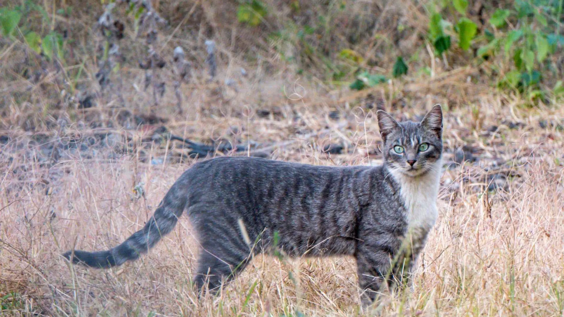 gatito feral adij